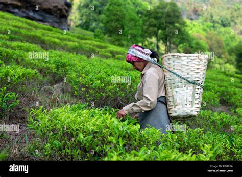 Tea Plucker - Neptune Farming - balustradellc