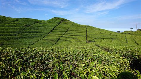 Tea Tourism in Indonesia: Must-Visit Plantations for … - balustradellc