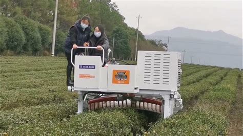Tea-Plucking Machines in the Real World: 5 Uses You'll ... - balustradellc