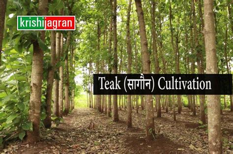 Teak Cultivation and Market Analysis - Krishi Jagran - raincitystudios.com