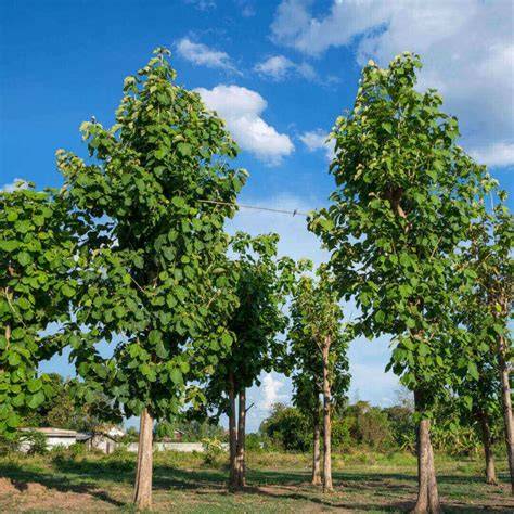 Teak Facts - 2026 Uses, Benefits & Characteristics - raincitystudios.com
