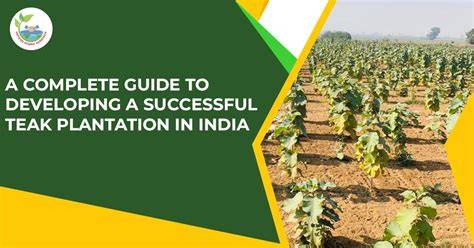 Teak Farming in India: Profitable Tree Plantation Guide. - raincitystudios.com