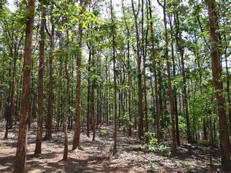 Teak Farming Profit Per Acre: Detailed Cost and Investment in India - raincitystudios.com