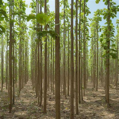 Teak in Myanmar - raincitystudios.com