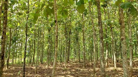 Teak Plantation Full Information - raincitystudios.com
