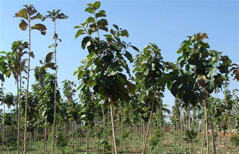 Teak plantation profit per acre project report | STN - raincitystudios.com