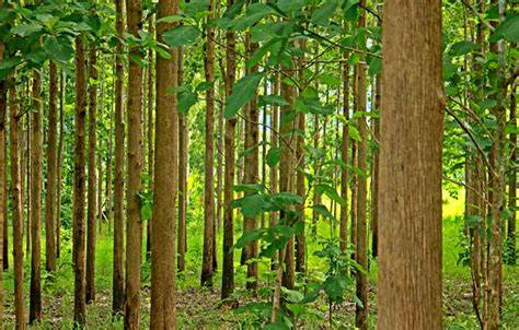 Teak Plantations and Wood Production - Springer - raincitystudios.com