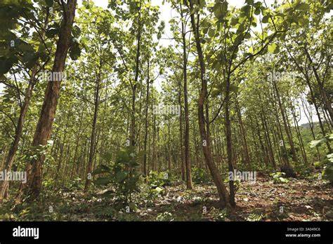 Teak plantations in India | Download Table - raincitystudios.com