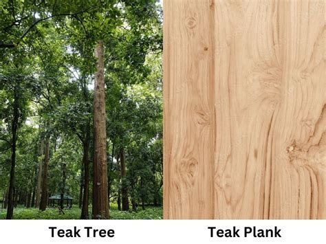 Teak - Tectona Grandis - Characteristics and Uses - raincitystudios.com
