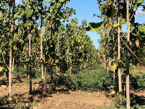 Teak silviculture - JSTOR - raincitystudios.com