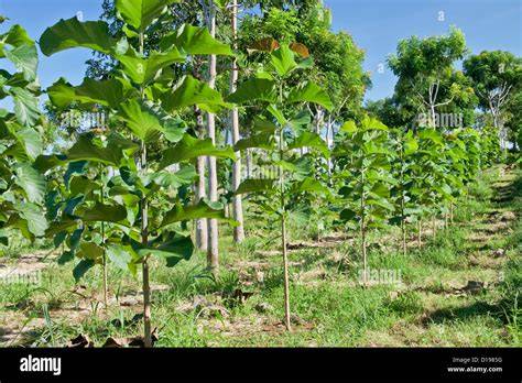 Teak tree (Farming) - OSRS Wiki - raincitystudios.com