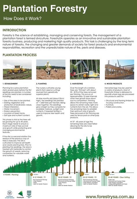 Teak Tree Growth Rate in Plantation Forestry - raincitystudios.com