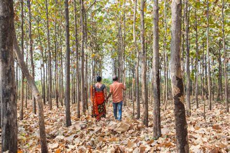 Teak Wood Farming (Sagwan Farming) - Discover … - raincitystudios.com