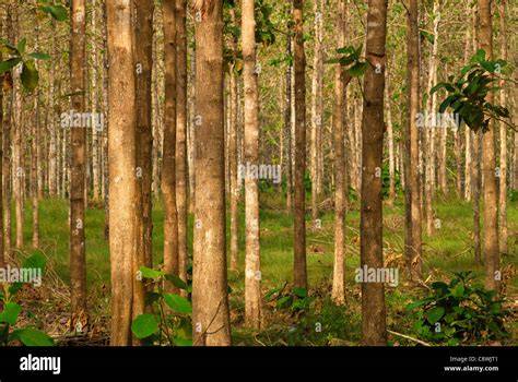 Teak wood plantation - costs and income - FarmNest … - raincitystudios.com