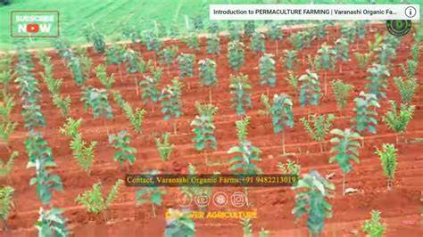 Teakwood Farming: Planting, Care, Harvesting - raincitystudios.com