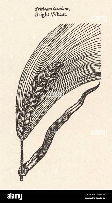 Teatime for Triticum: (how) can the presence of plants slow down ... - wintechmobiles.com