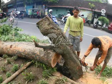 Tebang pohon - Plants, Seeds & Bulbs - Banjarmasin - raincitystudios.com