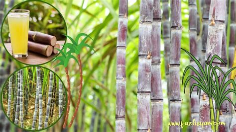 Tebu sy ada keluar bunga ni...bunga apa tu..sifu2 tau ke... - balustradellc