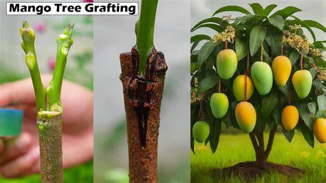 Techniques and Benefits of Grafting Mango Trees - raincitystudios.com