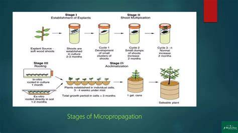 Techniques of Clonal Propagation of Woody Perennials - raincitystudios.com