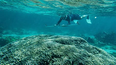 Technology Aids Marine Conservation | The Pew … - raincitystudios.com