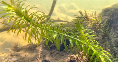 TECHNOLOGY FOR EGERIA DENSA EXTERMINATION USING A ... - Semantic Scholar - coolestguyplanet.net