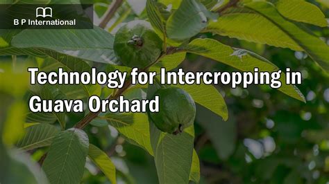 Technology for Intercropping in Guava Orchard - raincitystudios.com