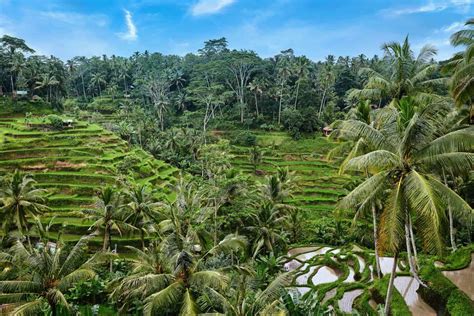 Tegalalang Rice Terrace: The Ultimate Guide in 2026 - balustradellc