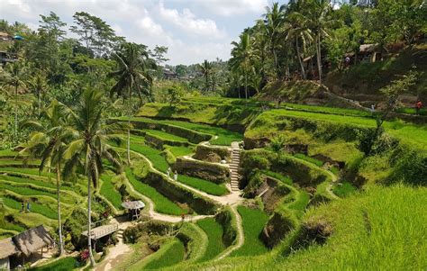 Tegallalang Rice Terrace in Ubud - balustradellc