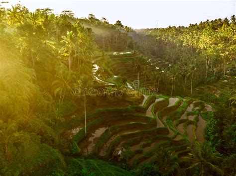 Tegallalang Rice Terraces Ubud Aerial Sunrise - balustradellc