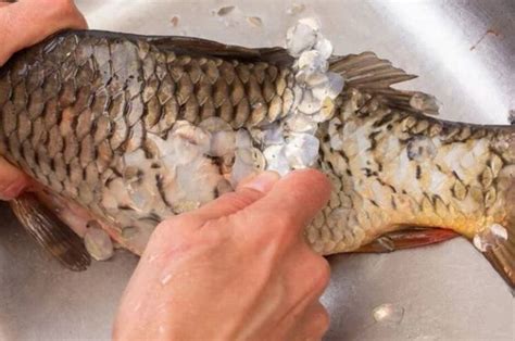 Tehnik Membersihkan Ikan - balustradellc