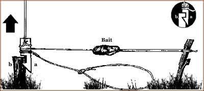 Tehnik Membuat Perangkap Hewan Di Hutan - balustradellc