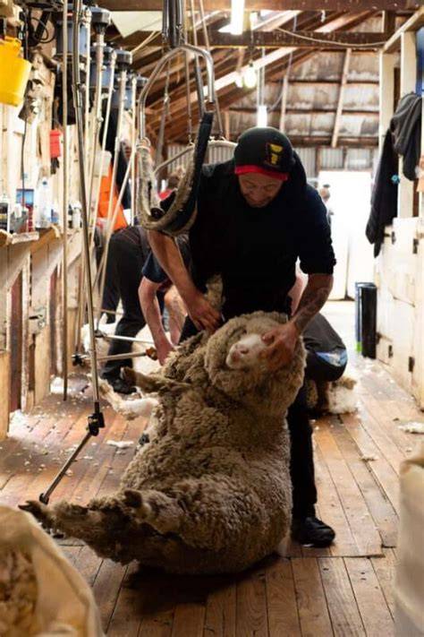 Tekapo: Merino Sheep Shearing and Sheepdog Demonstration - raincitystudios.com