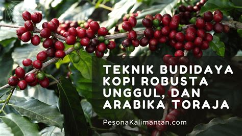 Teknik Ampuh Merawat Robusta Tropis - balustradellc