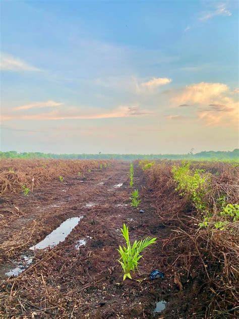 Teknik Baru Mengolah Kebun di Lahan Gambut - raincitystudios.com