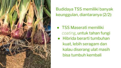 TEKNIK BUDIDAYA BAWANG MERAH - balustradellc