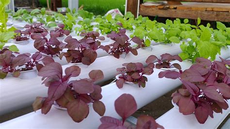 Teknik Budidaya Bayam Merah Hidroponik - balustradellc