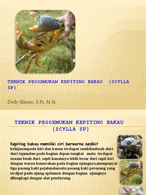 Teknik Budidaya Kepiting Bakau | PDF | Teknologi - raincitystudios.com