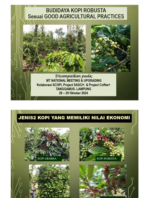 Teknik Budidaya Kopi Robusta - balustradellc