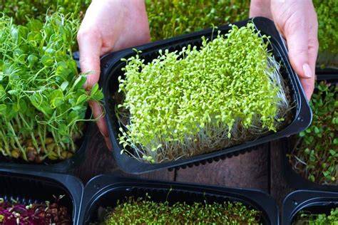 TEKNIK BUDIDAYA MICROGREENS - UNSRI - raincitystudios.com