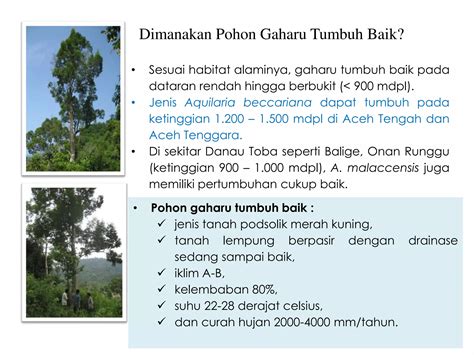 Teknik Budidaya Pohon Gaharu - balustradellc