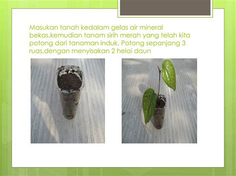 Teknik Budidaya Sirih Merah - Pugur - balustradellc