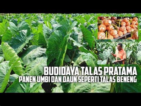 Teknik Budidaya Talas Pratama | PDF - Scribd - balustradellc