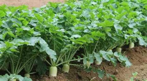 Teknik Budidaya Tanaman Lobak - balustradellc
