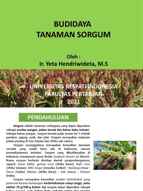 Teknik Budidaya Tanaman Sorgum | PDF | Griya - balustradellc