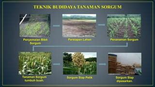 Teknik Budidaya Tanaman Sorgum | PDF - Scribd - balustradellc
