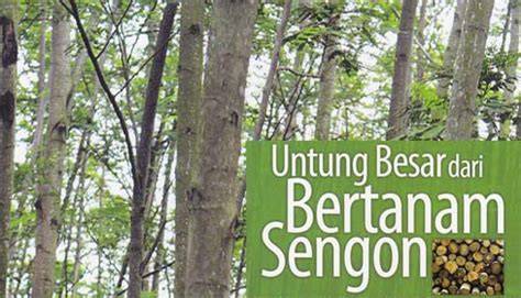 Teknik Cepat dan Tepat Bertanam Sengon - raincitystudios.com