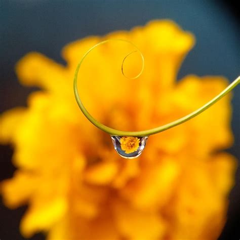 Teknik Fotografi Makro: Bunga dalam Tetesan Air - balustradellc