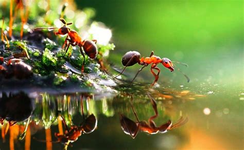 Teknik Fotografi Makro - AbiPhone - balustradellc