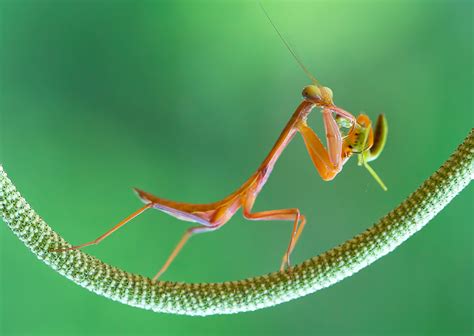 Teknik Fotografi untuk Mengabadikan Serangga - balustradellc